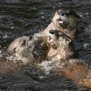 Foto As Aventuras do Castorzinho