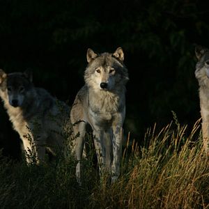 Foto As Aventuras do Castorzinho