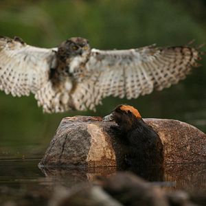 Foto As Aventuras do Castorzinho