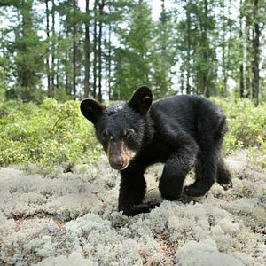 Foto As Aventuras do Castorzinho