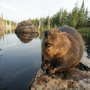 Foto As Aventuras do Castorzinho