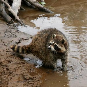 Foto As Aventuras do Castorzinho