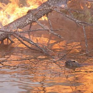 Foto As Aventuras do Castorzinho