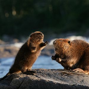 Foto As Aventuras do Castorzinho