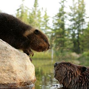 Foto As Aventuras do Castorzinho
