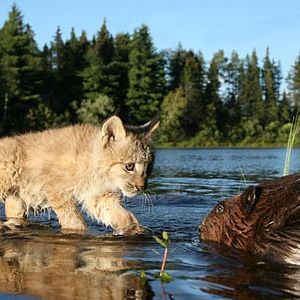 Foto As Aventuras do Castorzinho