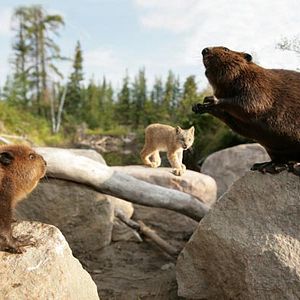 Foto As Aventuras do Castorzinho