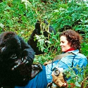 Foto Nas Montanhas dos Gorilas