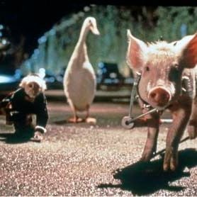 Foto Babe - O Porquinho Atrapalhado na Cidade