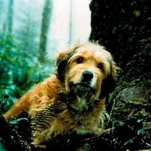 Foto Benji - Um Cão Desafia a Selva