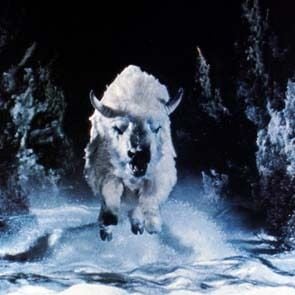 Foto O Grande Búfalo Branco