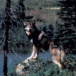 Foto Caninos Brancos 2 - A Lenda do Lobo Branco