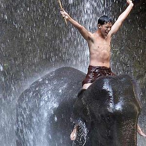 Foto A Floresta de Bronze