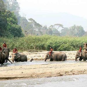 Foto A Floresta de Bronze