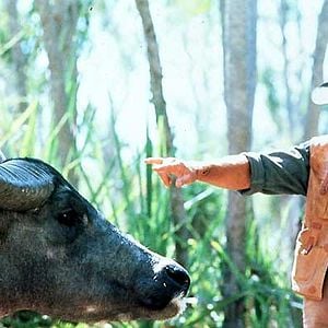 Foto Crocodilo Dundee