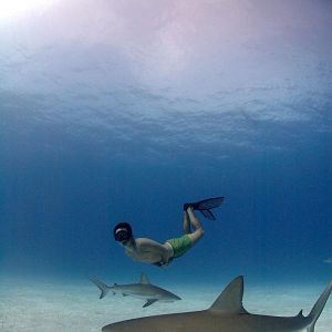 Foto Sharkwater