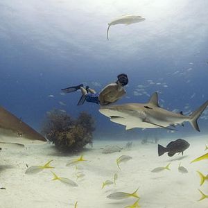 Foto Sharkwater
