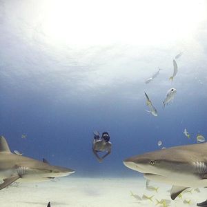 Foto Sharkwater
