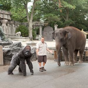 Foto O Zelador Animal