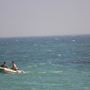 Foto Mega Shark vs Crocosaurus