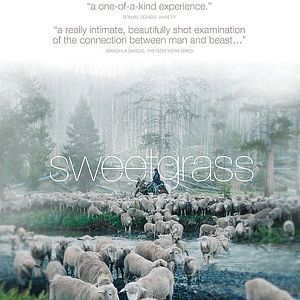 Foto Sweetgrass