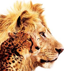 Foto Reino dos Felinos