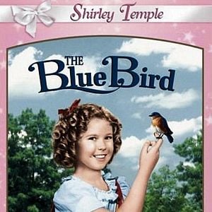 Foto O Pássaro Azul