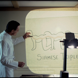 Foto A Centopeia Humana