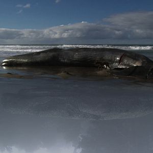 Foto Vivam os Antípodas!