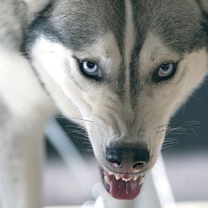 Foto Adoradores do Diabo