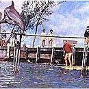 Foto O Dia do Golfinho