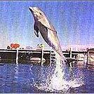 Foto O Dia do Golfinho