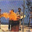 Foto O Dia do Golfinho