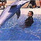 Foto O Dia do Golfinho