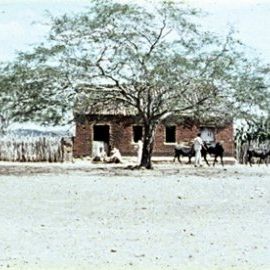 Foto Cinema, Aspirinas e Urubus