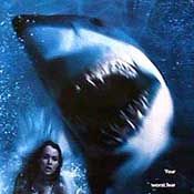 Foto Do Fundo do Mar