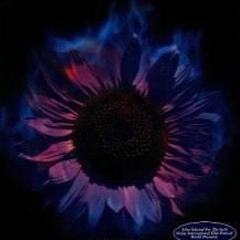 Foto Hana-bi - Fogos de Artifício