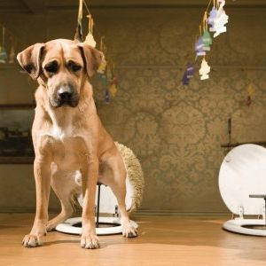 Foto Um Hotel Bom pra Cachorro