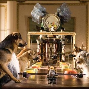 Foto Um Hotel Bom pra Cachorro