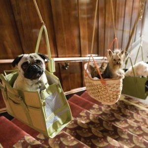 Foto Um Hotel Bom pra Cachorro