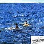 Foto A Ilha do Adeus