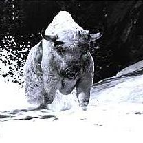 Foto O Grande Búfalo Branco