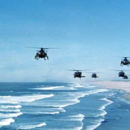 Foto Falcão Negro em Perigo