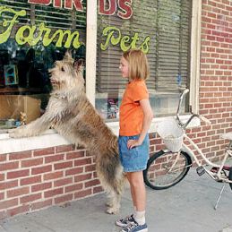 Foto Meu Melhor Amigo