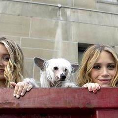 Foto No Pique de Nova York