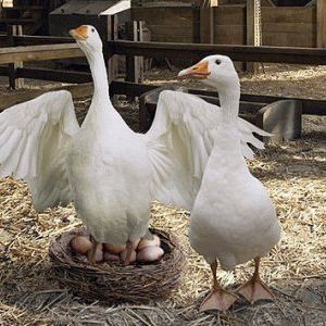 Foto A Menina e o Porquinho