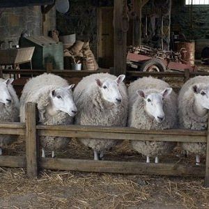 Foto A Menina e o Porquinho