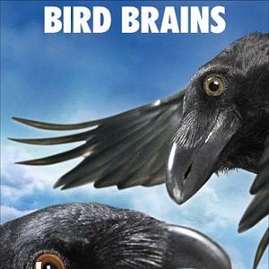 Foto A Menina e o Porquinho