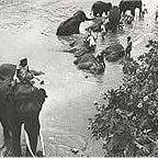 Foto No Caminho dos Elefantes