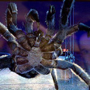 Foto Malditas Aranhas!